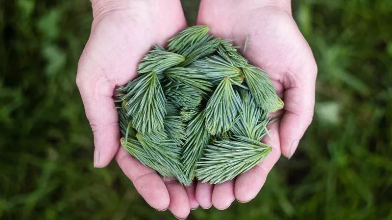 Thị Trường Chứng Khoán Việt Nam: Cơ Hội Nằm Ở Đâu?